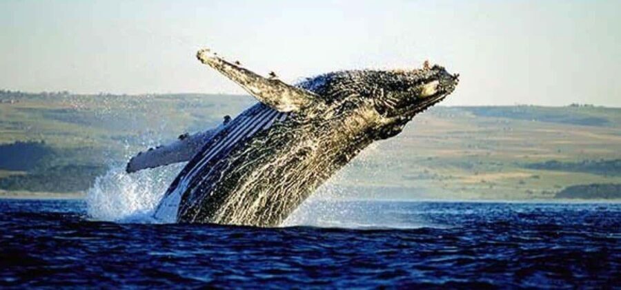 Cape Town: Hermanus Whale Watching & Winelands Tour - The Practicalities and What to Pack
