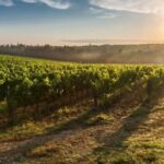 Cape Town: Hop On, Hop Off: Franschhoek Wine Tram Tour! - Practical Tips for Your Wine Tram Day