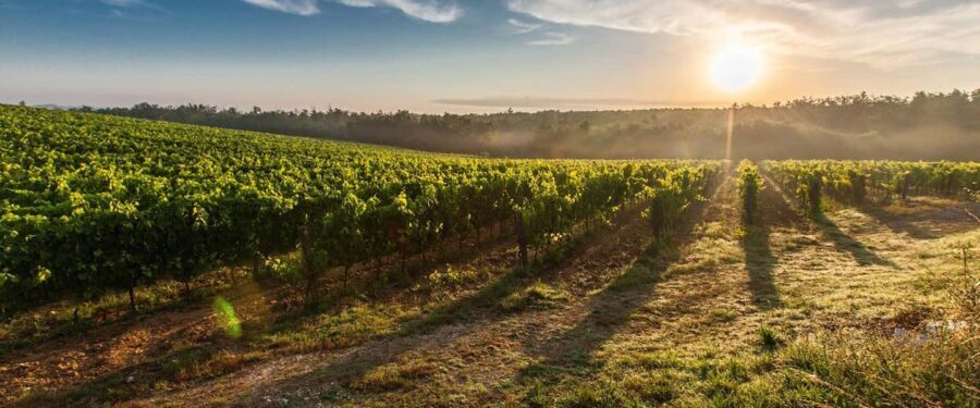 Cape Town: Hop On, Hop Off: Franschhoek Wine Tram Tour! - Practical Tips for Your Wine Tram Day