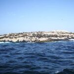 Cape Town: houtbay scenic tour ,seal island ,world of birds. - The Seal Island Experience: A Close Encounter with Sea Life