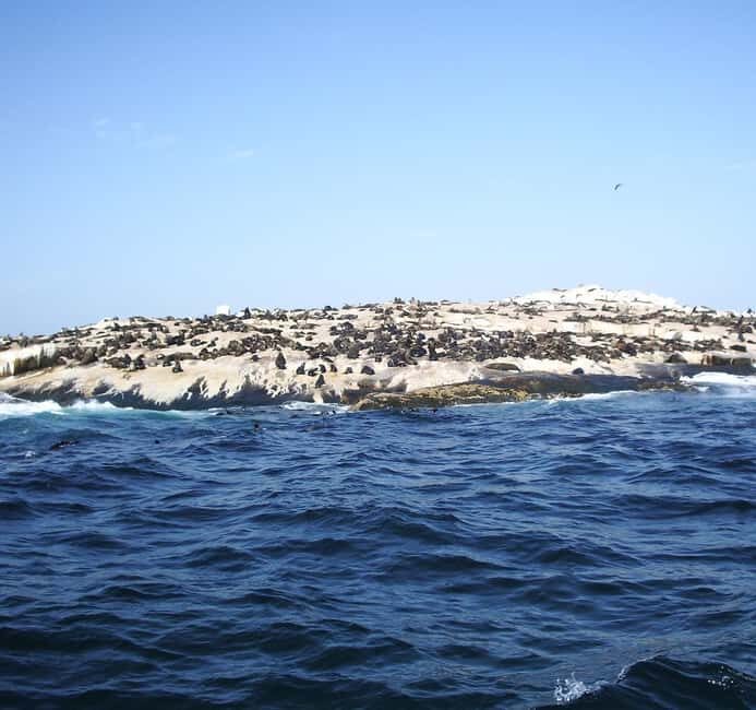 Cape Town: houtbay scenic tour ,seal island ,world of birds. - The Seal Island Experience: A Close Encounter with Sea Life