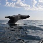 Cape Town: Humpback Whale Watching Boat Based Expedition - A Closer Look at the Whale Watching Experience