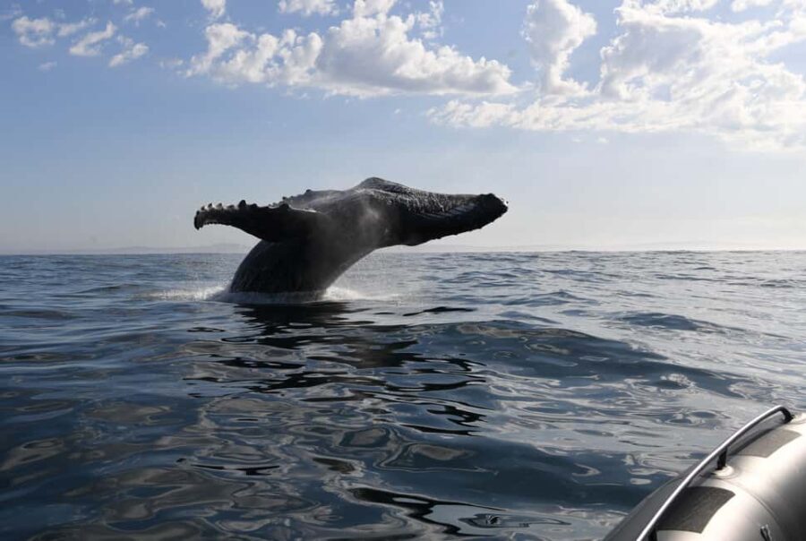 Cape Town: Humpback Whale Watching Boat Based Expedition - A Closer Look at the Whale Watching Experience