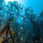 Cape Town; Kelp Forest SCUBA Dive - An In-Depth Look at the Cape Town Kelp Forest SCUBA Experience