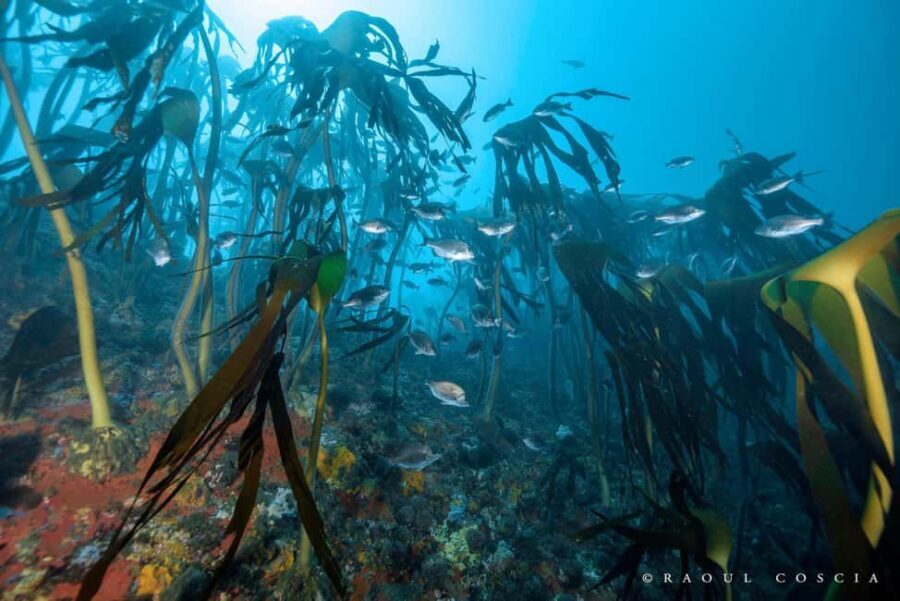 Cape Town; Kelp Forest SCUBA Dive - An In-Depth Look at the Cape Town Kelp Forest SCUBA Experience
