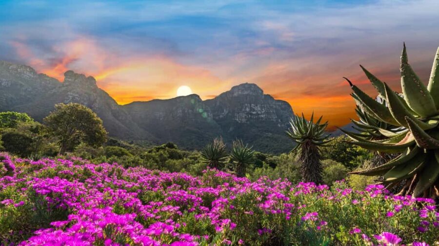Cape Town: Kirstenbosch Botanical Garden Entry Ticket - Pricing and Value Analysis