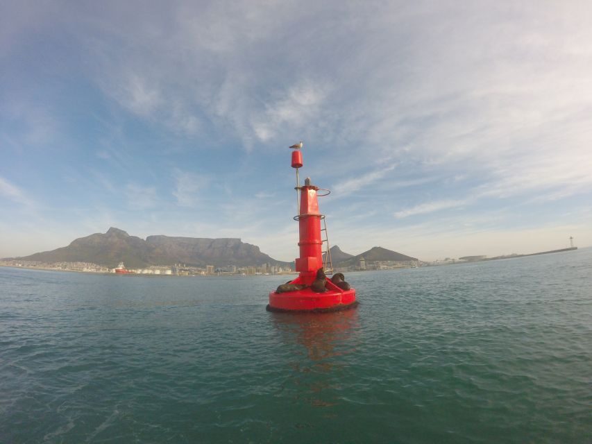 Cape Town: Marine Big 5 Ocean Safari from V&A Waterfront - An In-Depth Look at the Ocean Safari Experience