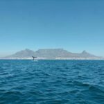 Cape Town: Marine Biologist Led Safari Tour - V&A Waterfront - Practical Details & Tips