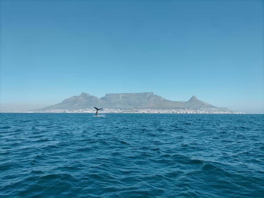Cape Town: Marine Biologist Led Safari Tour - V&A Waterfront - Practical Details & Tips