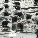 Cape Town: Marine Wildlife Cruise and City Tour - Authentic Experiences and Traveler Insights
