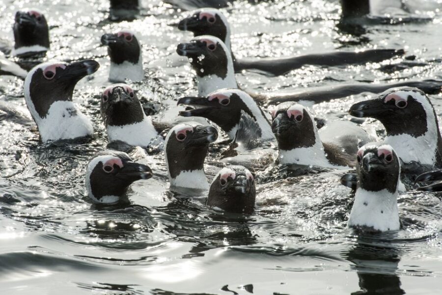 Cape Town: Marine Wildlife Cruise and City Tour - Authentic Experiences and Traveler Insights