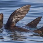 Cape Town: Marine Wildlife Tour from the V&A Waterfront - Who Will Love This Tour?