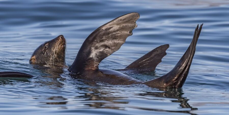 Cape Town: Marine Wildlife Tour from the V&A Waterfront - Who Will Love This Tour?