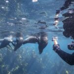 Cape Town: Ocean Safari in Hout Bay - Wildlife and Scenic Highlights