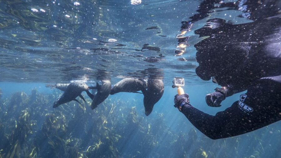 Cape Town: Ocean Safari in Hout Bay - Wildlife and Scenic Highlights
