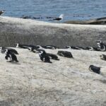 Cape Town: Penguin Watching at Boulders Beach Half Day Tour - Cost and Value