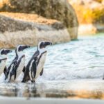 Cape Town: Penguin Watching at Boulders Beach Half Day Tour - The Sum Up: Is This Tour Worth It?