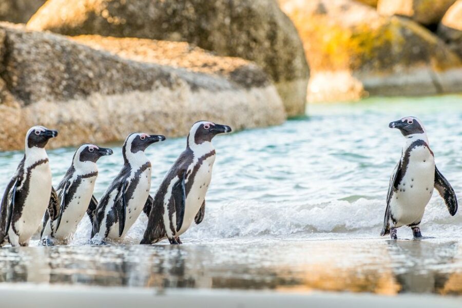 Cape Town: Penguin Watching at Boulders Beach Half Day Tour - The Sum Up: Is This Tour Worth It?