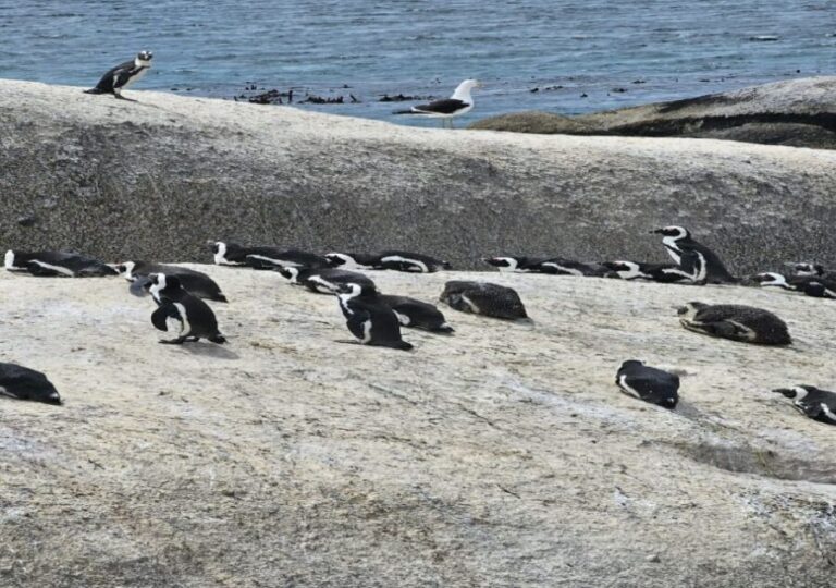 Cape Town: Penguin Watching at Boulders Beach Half Day Tour - Cost and Value
