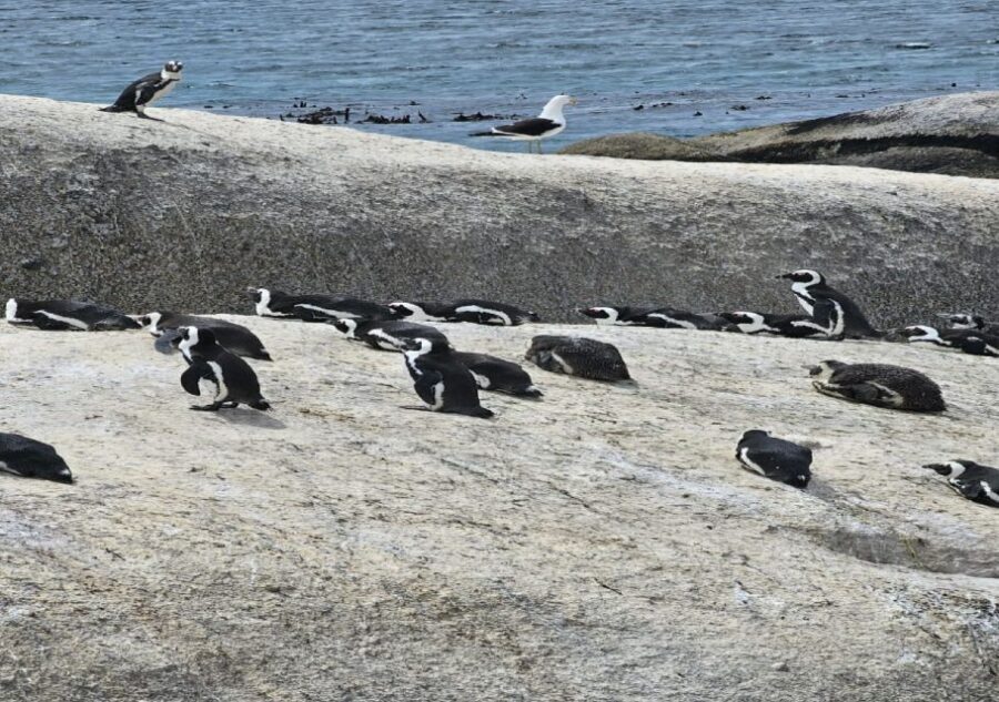 Cape Town: Penguin Watching at Boulders Beach Half Day Tour - Cost and Value