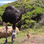 Cape Town: Peninsula, Penguins & Cape of Good Hope Day Tour - The Itinerary Breakdown: What to Expect