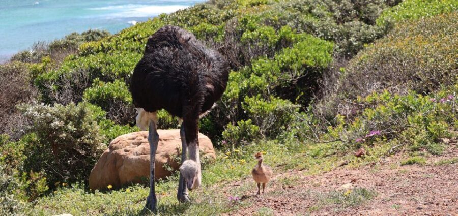 Cape Town: Peninsula, Penguins & Cape of Good Hope Day Tour - The Itinerary Breakdown: What to Expect