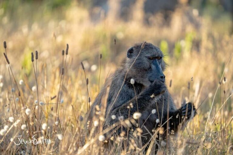 Cape Town: Photography Tutoring in the city with a local - The Value of the Experience