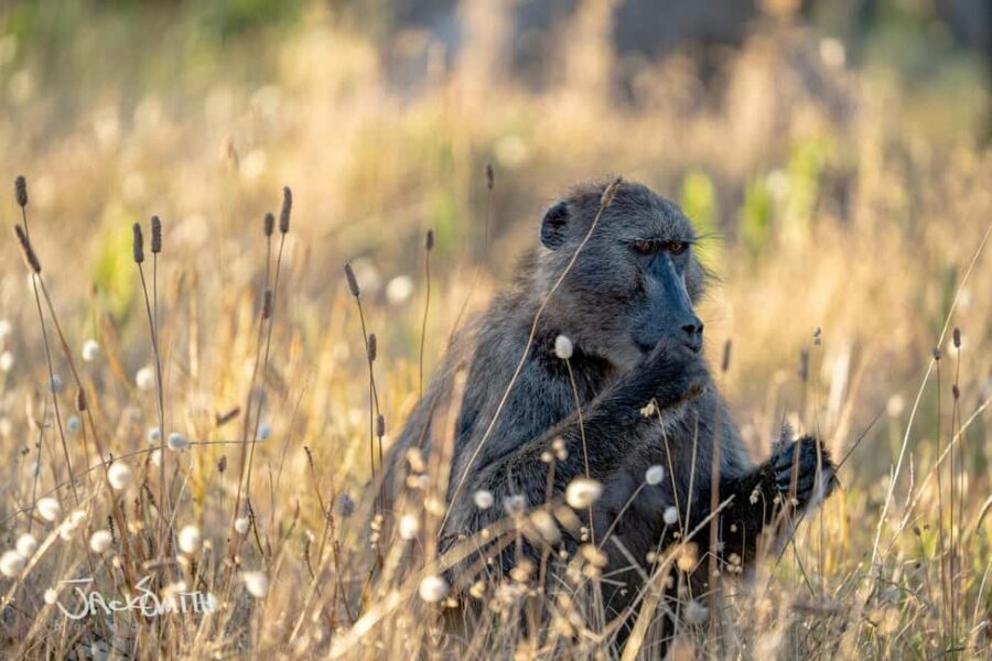 Cape Town: Photography Tutoring in the city with a local - The Value of the Experience