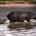 Cape Town: Private Aquila Reserve Safari with Winery Lunch - The Pickup and Transport