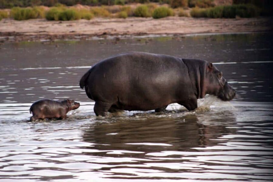 Cape Town: Private Aquila Reserve Safari with Winery Lunch - The Pickup and Transport