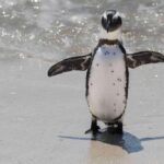 Cape Town: Private Cape of Good Hope and Boulders Beach Tour - What You’ll Love About This Tour