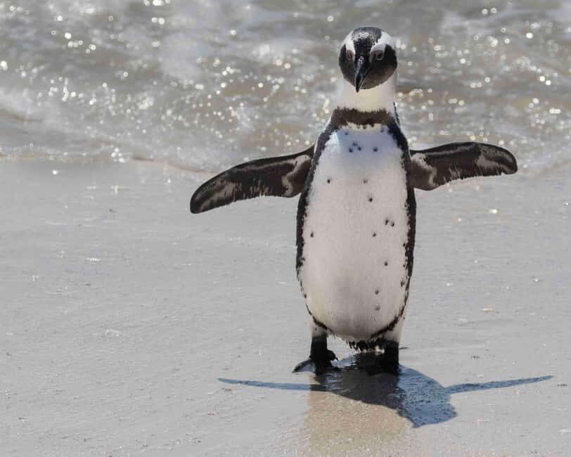 Cape Town: Private Cape of Good Hope and Boulders Beach Tour - What You’ll Love About This Tour