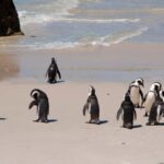 Cape Town: Private Cape Peninsula Full-Day Tour with Local - Value for Money: Is It Worth the Price?