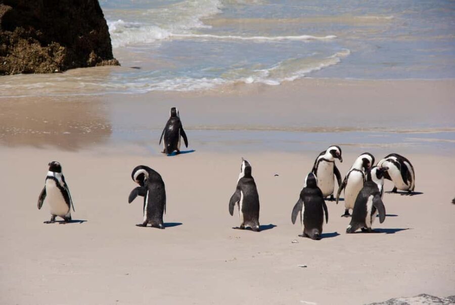 Cape Town: Private Cape Peninsula Full-Day Tour with Local - Value for Money: Is It Worth the Price?
