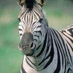 Cape Town: Private Cape Point and Boulders Penguins Tour - An In-Depth Look at the Tour Itinerary