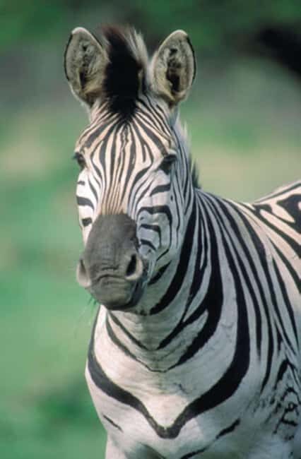 Cape Town: Private Cape Point and Boulders Penguins Tour - An In-Depth Look at the Tour Itinerary