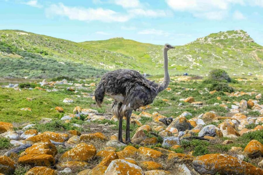 Cape Town: Private Full-Day Cape Point Tour with Penguins - Why This Tour Offers Great Value