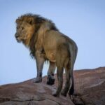 Cape Town: Private Game Reserve Safari incl. buffet Lunch! - Arrival and Welcome