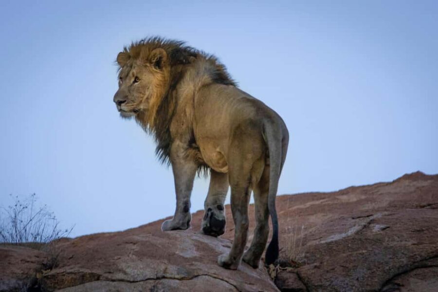 Cape Town: Private Game Reserve Safari incl. buffet Lunch! - Arrival and Welcome