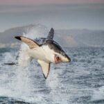 Cape Town: Private Great White Shark Diving Experience - The Itinerary in Detail