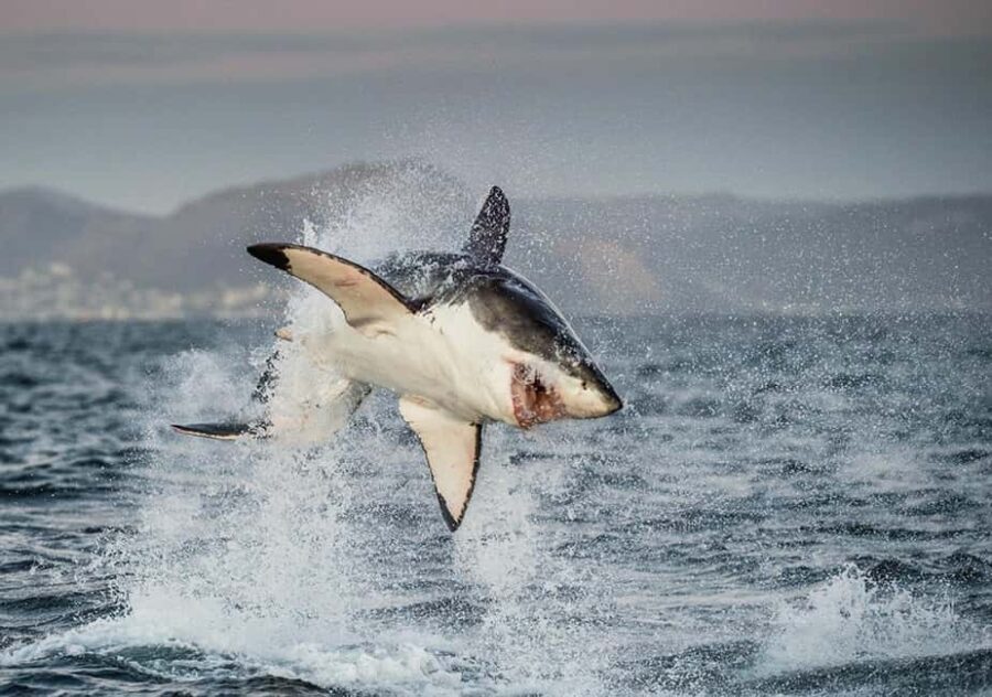 Cape Town: Private Great White Shark Diving Experience - The Itinerary in Detail