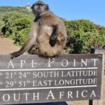 Cape Town Private Tour to Cape Of Good Hope and the Penguins - A Deep Dive into the Itinerary and Experience