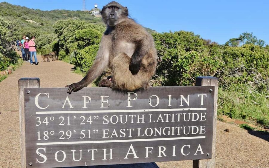 Cape Town Private Tour to Cape Of Good Hope and the Penguins - A Deep Dive into the Itinerary and Experience