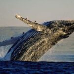 Cape Town: PRIVATE Whale Route Tour - FAQs