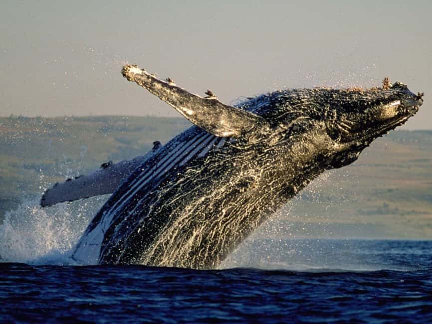 Cape Town: PRIVATE Whale Route Tour - FAQs