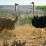 Cape Town: Quad Biking and Ostrich Farm Full-Day Tour - Detailed Breakdown of the Experience