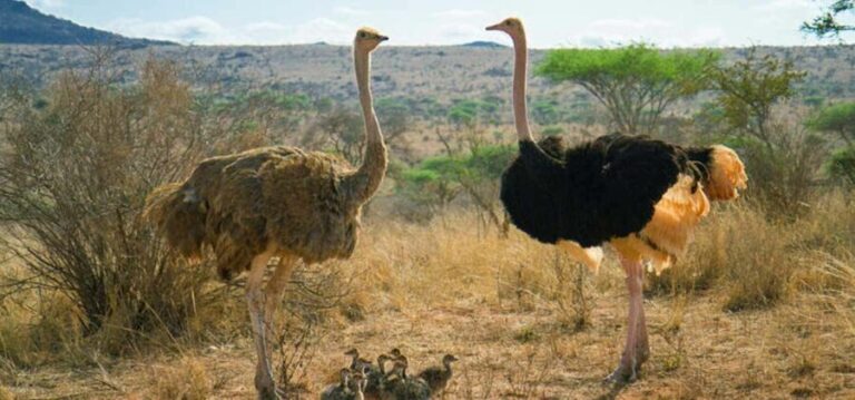 Cape Town: Quad Biking and Ostrich Farm Full-Day Tour - Detailed Breakdown of the Experience