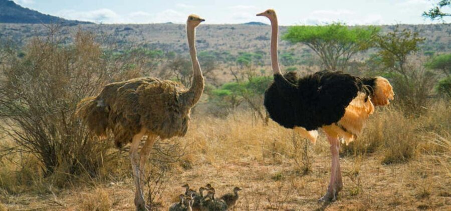 Cape Town: Quad Biking and Ostrich Farm Full-Day Tour - Detailed Breakdown of the Experience