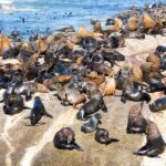 Cape Town: Robben Island Ferry Ticket and Townships Tour - The Robben Island Experience: A Personal Connection to History