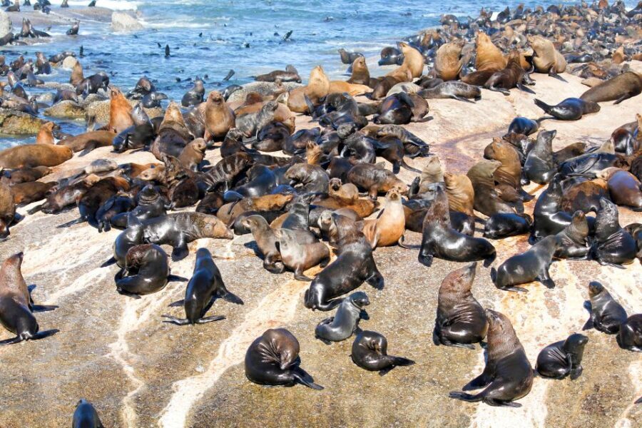 Cape Town: Robben Island Ferry Ticket and Townships Tour - The Robben Island Experience: A Personal Connection to History